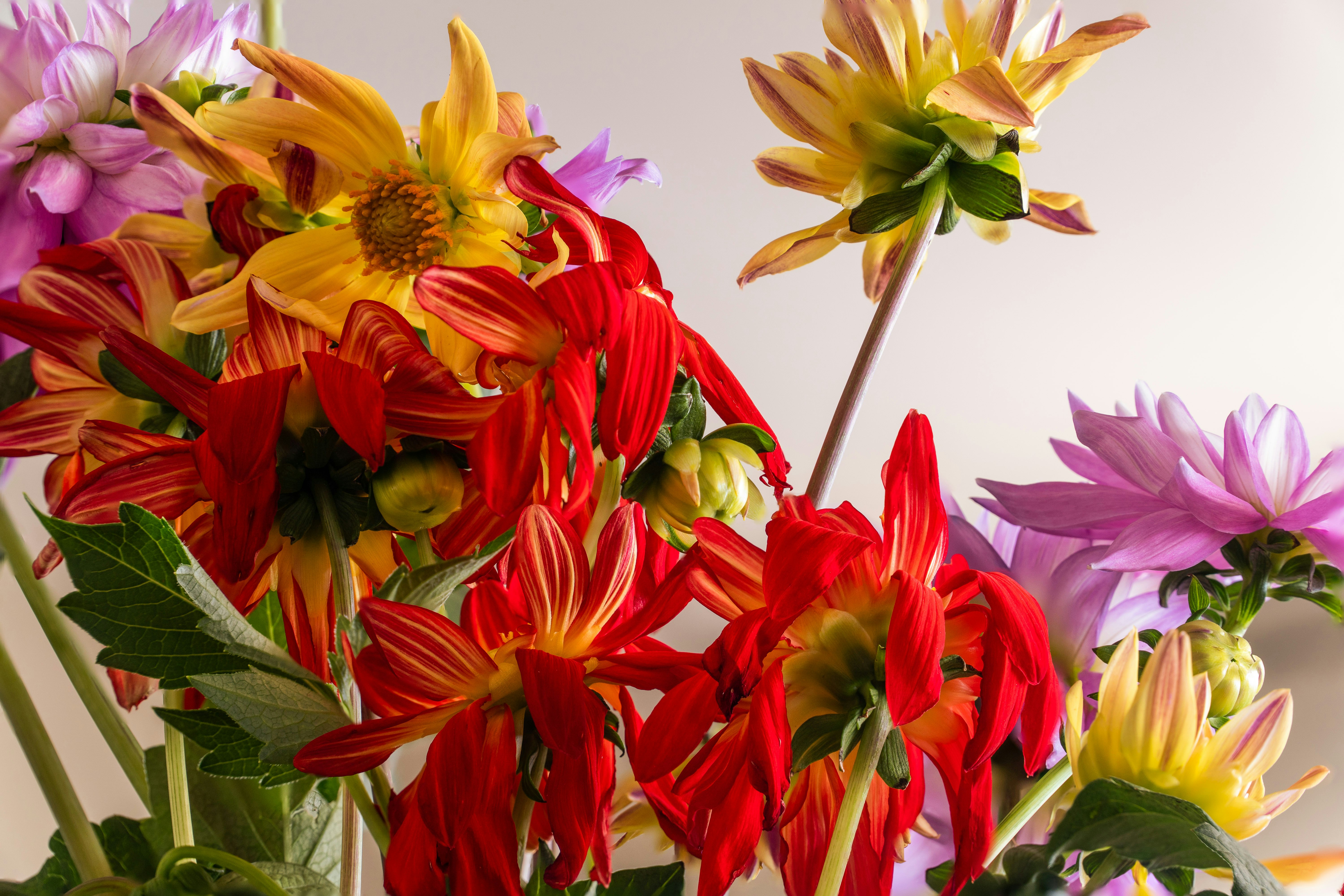 red and yellow flowers in bloom